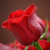 Mohammad liu, 31 years old, Buraydah, Saudi Arabia