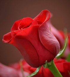 Mohammad liu, 31 years old, Straight, Man, Buraydah, Saudi Arabia