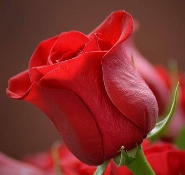 Mohammad liu, 31 years old, Buraydah, Saudi Arabia