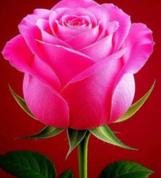 Malik, 31 years old, Straight, Man, Jhelum, Pakistan