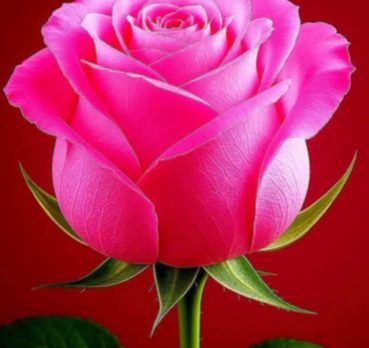 Malik, 31 years old, Jhelum, Pakistan